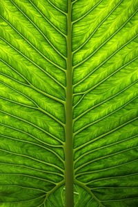 拉齐奥主场大胜，反击欧冠席位